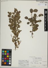 Foto von Salix herbacea L. x Salix myrsinites L.
